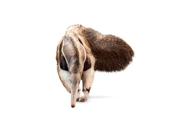 Giant anteater isolated on White Background. clipping path included. Anteater zoo animal walking facing side. Giant Anteater, Myrmecophaga tridactyla, animal with long tail ane long nose.