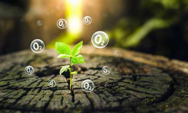 O2 molecules in bubbles and seedlings with green leaves on sunny day. Reduce carbon dioxide and greenhouse gases production fuel station. Oxygen release concept. renewable fuel green energy.