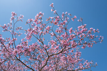 Branches of violet blossoming almond tree. Pink Cherry blossom tree on blue sky background. Spring blossom, branch of a blossoming tree.