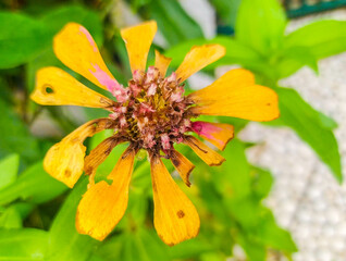 Flower petals that don't bloom