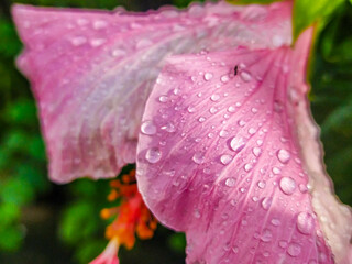 Water droplets left over from the morning rain