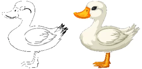 Fotobehang Two stages of duck drawing, sketch and colored © GraphicsRF