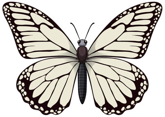 Vector graphic of a detailed monarch butterfly