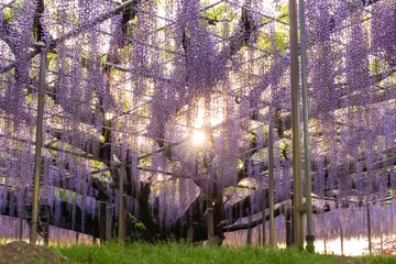 Fotobehang 日本の風景・春　あしかがフラワーパーク　大藤 © Yuta1127