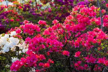 Foto op Plexiglas 日本の風景・春　あしかがフラワーパーク　ツツジ   © Yuta1127