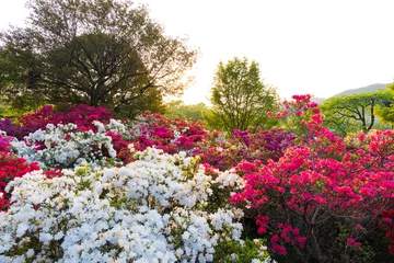 Gardinen 日本の風景・春　あしかがフラワーパーク　ツツジ   © Yuta1127