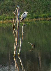 Birds, Bulbul bird