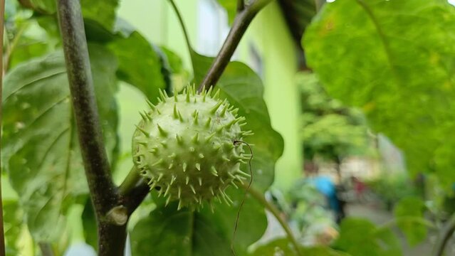 The Datura factuosa fruit, known as "Buah Kecubung" in Indonesian, has a unique round shape, green with thorns, and is medium-sized, about the size of a tennis ball. It grows wild beside the house.