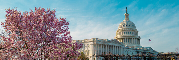 Capitol building near spring blossom magnolia tree. US National Capitol in Washington, DC. American landmark. Photo of of Capitol Hill spring. - obrazy, fototapety, plakaty