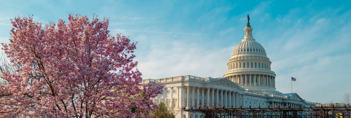 Photo sur Aluminium Etats Unis Capitol building near spring blossom magnolia tree. US National Capitol in Washington, DC. American landmark. Photo of of Capitol Hill spring.