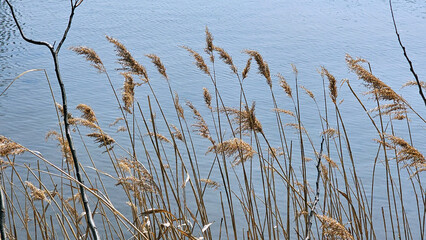 호숫가 억새밭 경관