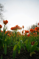 Sunrays filter through Orange tulips against a bright background at the Ottawa Tulip Festival in Commissioners Park, Ottawa,Canada