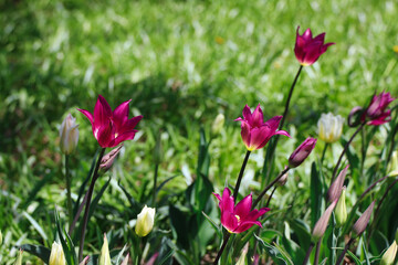 Purple Tulip patch in natural sunlight at the Ottawa Tulip Festival in Commissioners Park, Ottawa,Canada