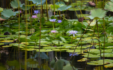 Lotus lilly purple on water beautiful, selective focus and soft background