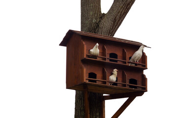 Dove house on the tree isolated in white background