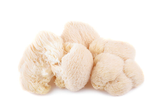 lion mane mushroom isolated on white background