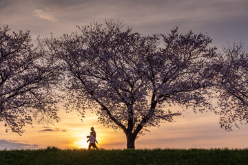 夕暮れの日没時、満開の桜の堤防を歩く人々のシルエット