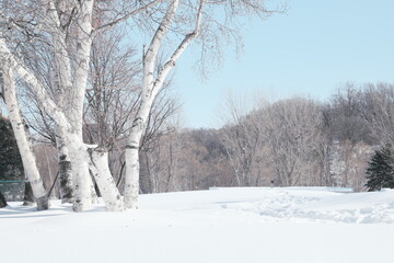 美しい冬の公園