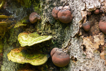 Mushrooms or fungus on a bark tree