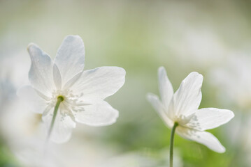 Zawilec gajowy w lesie © Elżbieta Kaps