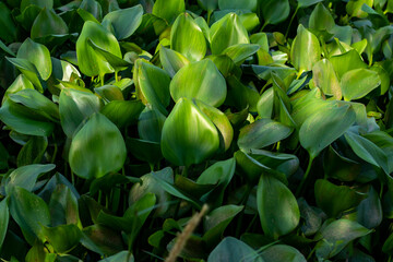 Water hyacinth leaves are fleshy and shiny green and arise from the base of the plant