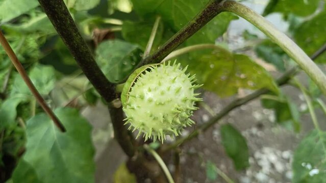 The Datura factuosa fruit, known as "Buah Kecubung" in Indonesian, has a unique round shape, green with thorns, and is medium-sized, about the size of a tennis ball. It grows wild beside the house.