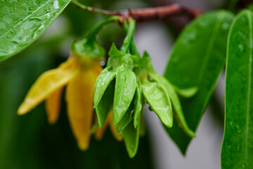 Fototapeta na wymiar Close-up view of climbing Ylang-ylang flower with raindrops