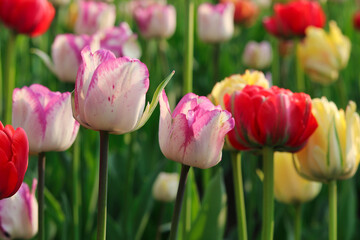 Fototapeta premium White Tulip offset with lavender at the borders in soft focus at the Ottawa Tulip Festival in Commissioners Park, Ottawa,Canada
