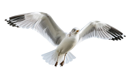 Fototapeta premium A Majestic Eagle Soaring Against the Blank Canvas of the Sky