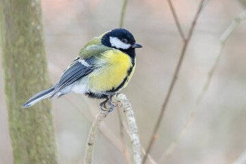 A great tit songbird sits on a tree branch.
