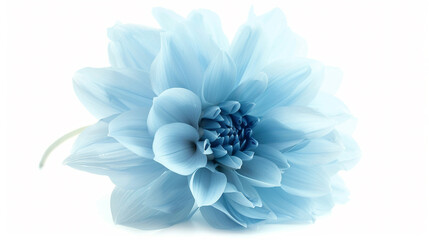 Obraz premium blue hydrangea flower isolated on white background 