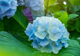 A young Hydrangea flower after a spring shower, inside a larger bloom and with light coming in between thee flowers. Extremely shallow depth of field for dreamy feel.