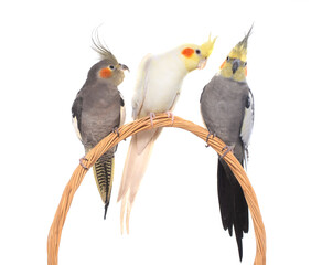 three cockatiel perching