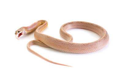corn snake in studio