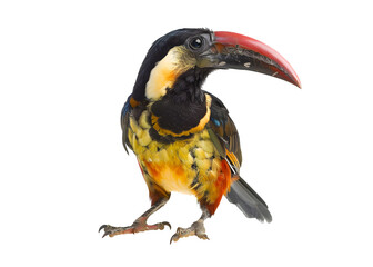 Illustration of collared aracari bird, is a toucan seen in Costa Rica, no background, Generative AI image.
