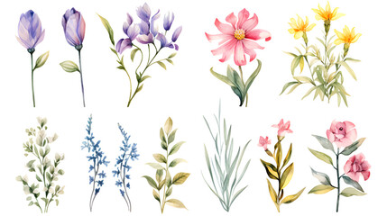 Set of hand drawn flowers and leaves on a transparent background. Watercolor illustration. Clipart PNG