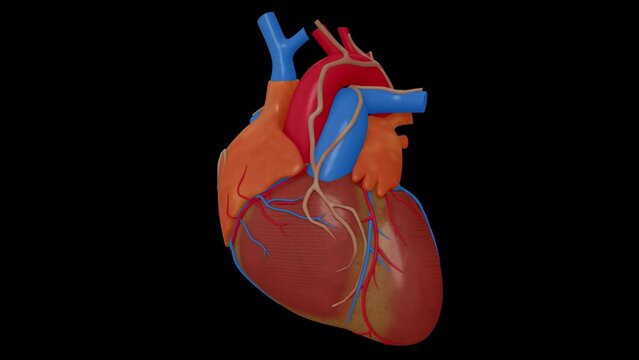 Anatomy Human Heart Beating 42 : Color-coded model : Plastic texture : Alfa channel