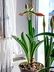 amaryllis buds bloom in spring on the windowsill - 759464709