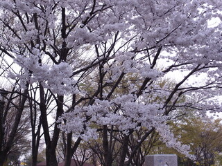 cherry blossom in spring