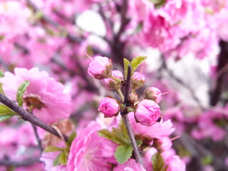 Obraz premium pink cherry blossom