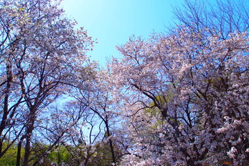 blossom in spring