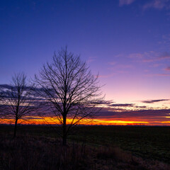 Fototapeta na wymiar zwei Bäume, im Hintergrund Morgenrot