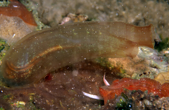 Tunicates, Ascidian Ascidia mentula, Capo Caccia, Alghero, Sardinia, Italy