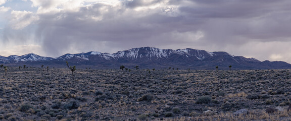 Panorama of a mountain with snow in Nevada with Joshua trees 