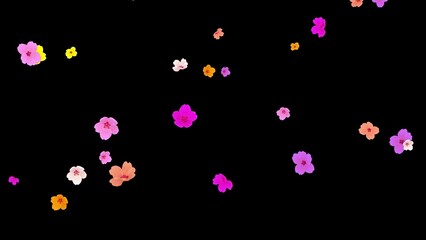 Beautiful illustration of colorful cherry flowers on plain black background