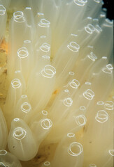 Tunicates, Football Sea-squirt Globe sea squirt, Ascidian (Diazona violacea) adults, colony in sea. Capo Caccia, Alghero, Sardinia, Italy