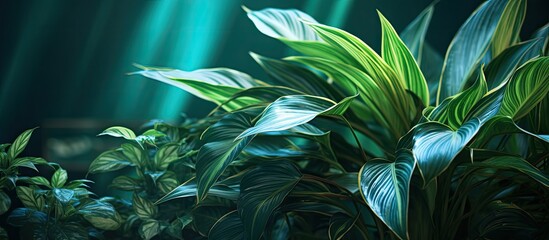 A closeup shot of a terrestrial plant with vibrant green leaves, standing out in a dark room. The plant adds a touch of nature and freshness to the indoor space - Powered by Adobe