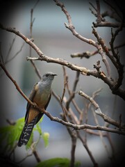 Least Concern animal, Brush Cuckoo, has greyish head, greyish brown upperparts, peachy-rufous throat and rest of underparts and yellowish eyering.