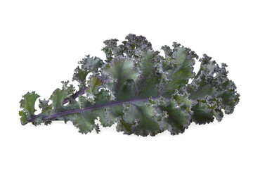 Fresh Kale leaf for salad vegetable isolated on white background