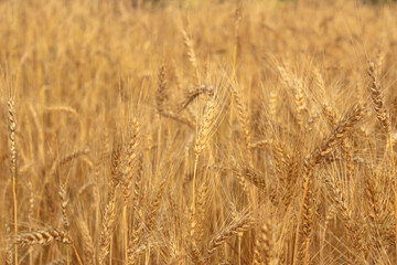 A fields of ready for harvest ripe barley or rye - 759478537